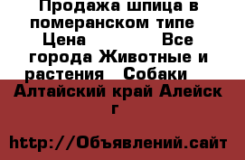 Продажа шпица в померанском типе › Цена ­ 20 000 - Все города Животные и растения » Собаки   . Алтайский край,Алейск г.